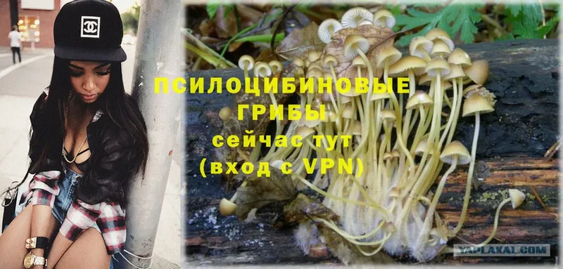 Галлюциногенные грибы Psilocybe Анапа